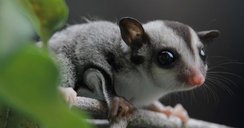 sugar glider