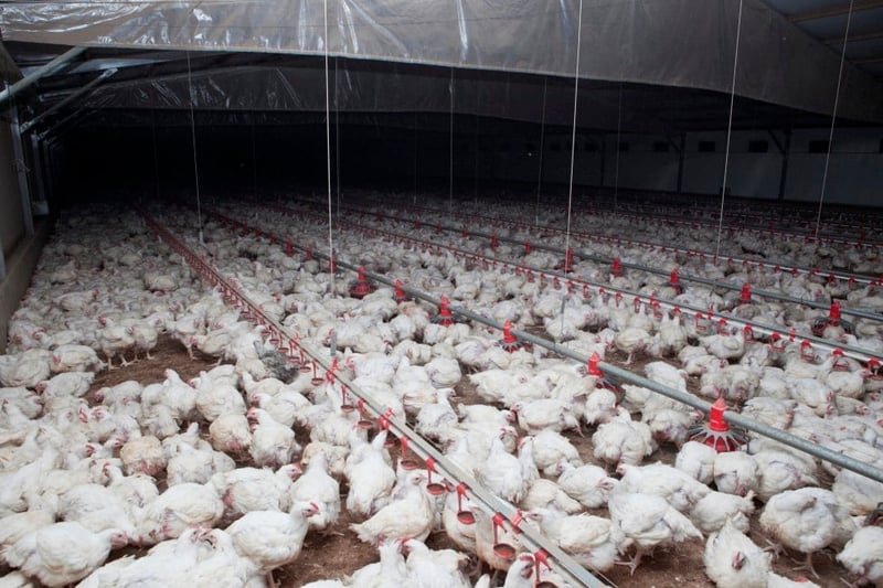 Chickens in factory farm, South Australia