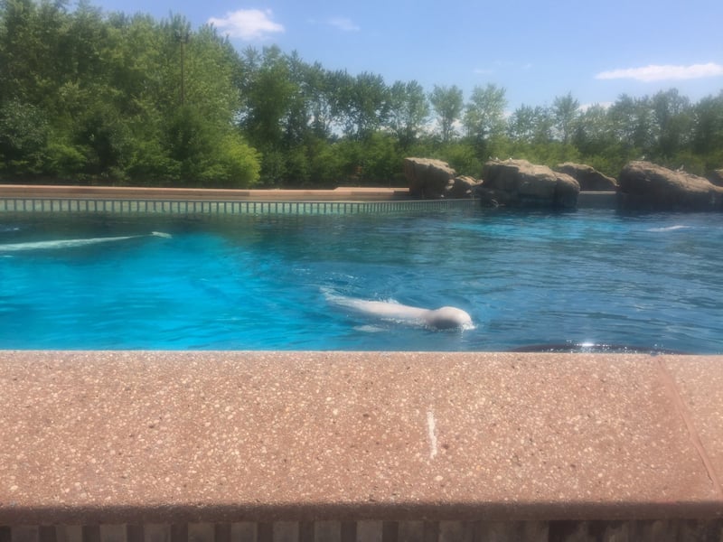 A beluga whale in a small tank at MarineLand in Ontario