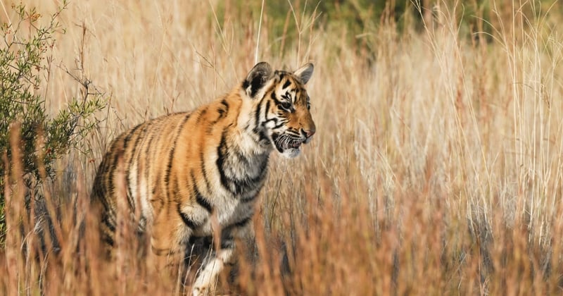 Tiger in the wild