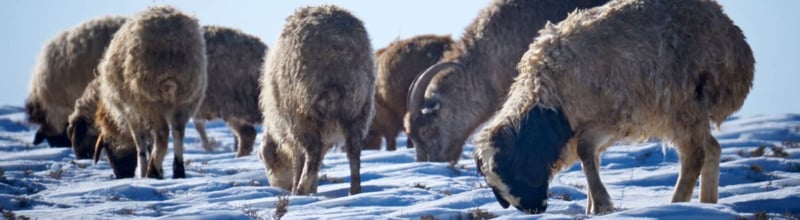 Mongolian animals are suffering at the hands of an extreme winter