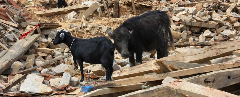 Donate now to help animals in need