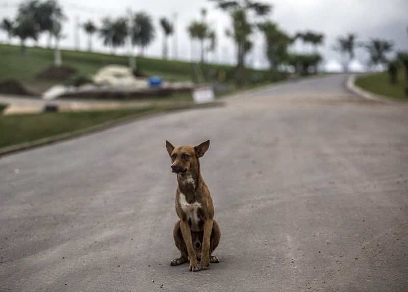 Stray dog sitting in the road