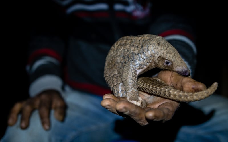 pangolin_neil_dcruze-1373