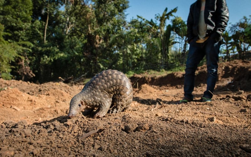 Pangolin