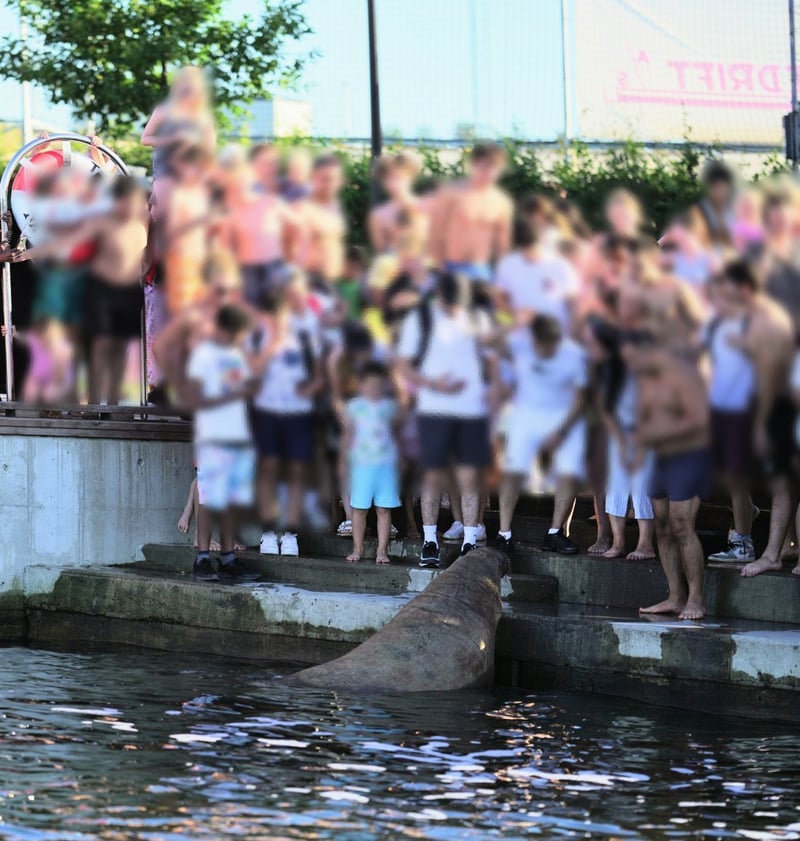 A walrus surrounded by human onlookers