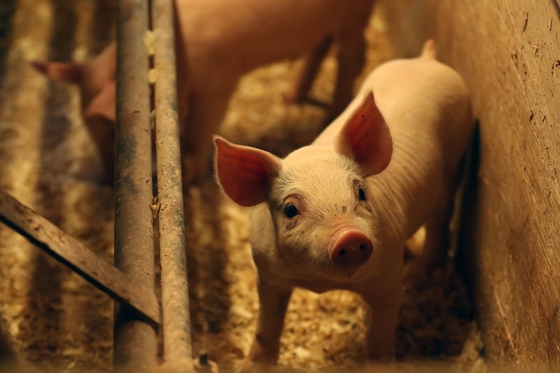 pig, EU