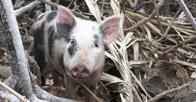 A pig stands amid fallen debris on Epi Island, Vanuatu.