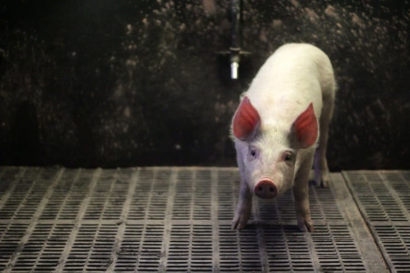 Piglet on the floor with his eyes shut on factory farm - Raise Pigs Right - World Animal Protection