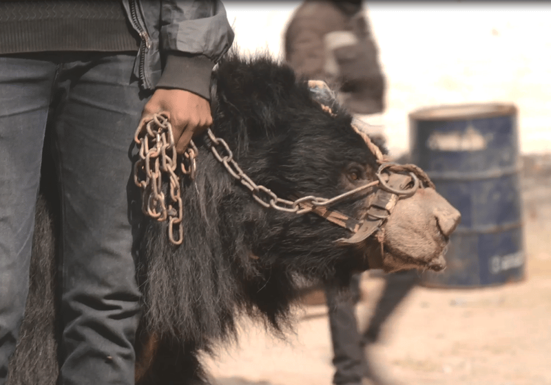 Rangila the bear with his owner when he was a dancing bear in Nepal - World Animal Protection - Animals in the wild