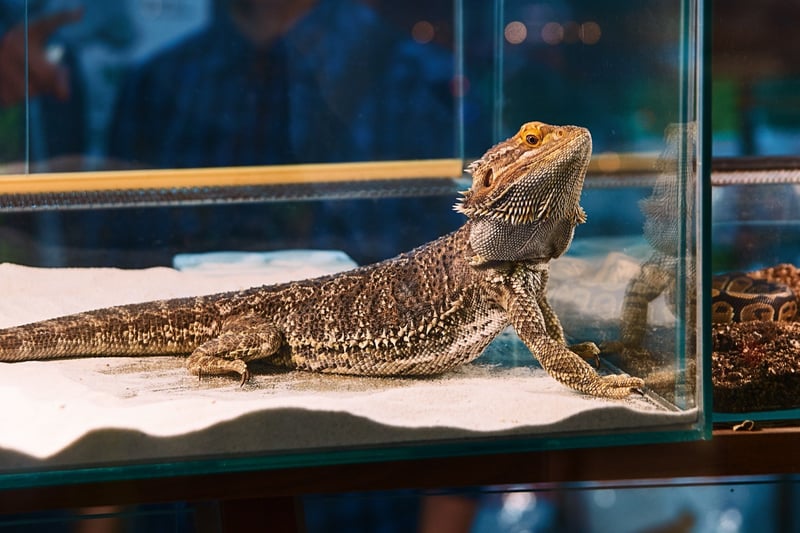 Pictured: A bearded dragon kept in a tank at a pet store,