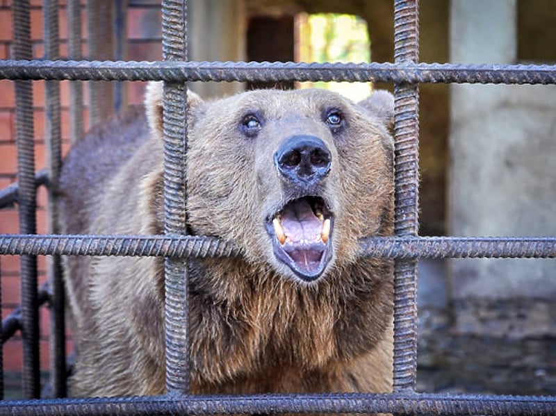 A bear in horrific conditions Sochi, Russia