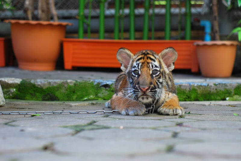 Young tiger chained at tourist attraction