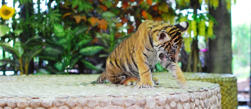 World Expeditions leads travel industry trends by adding animal protection to their itinerary