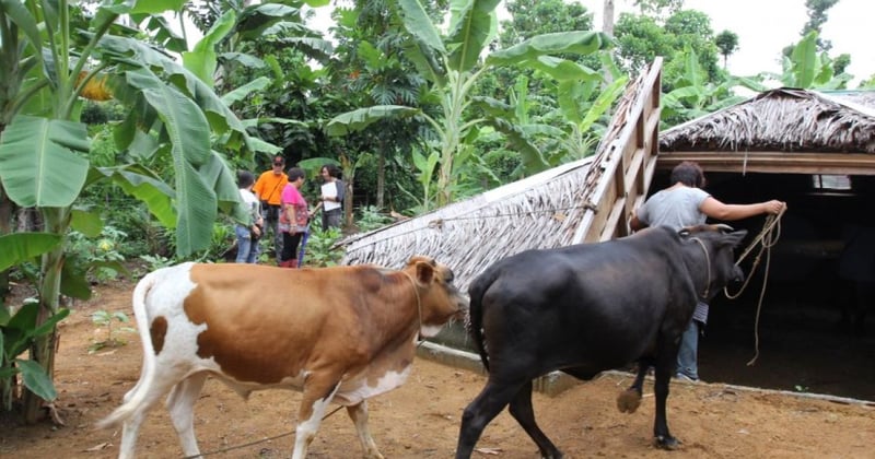 Animals in disasters receive pledge of support from UN