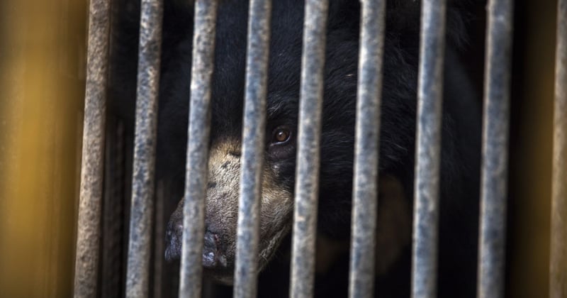 Rangila at the substandard zoo in Nepal - Dancing bears - World Animal Protection