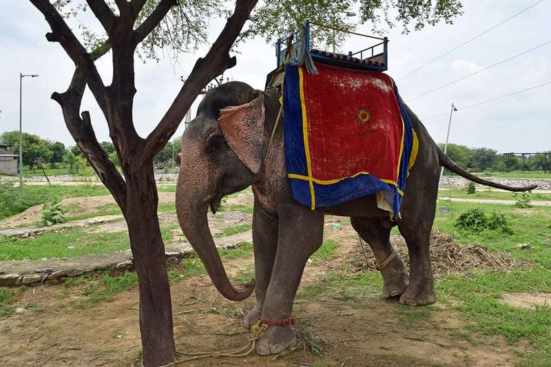 elephant ride