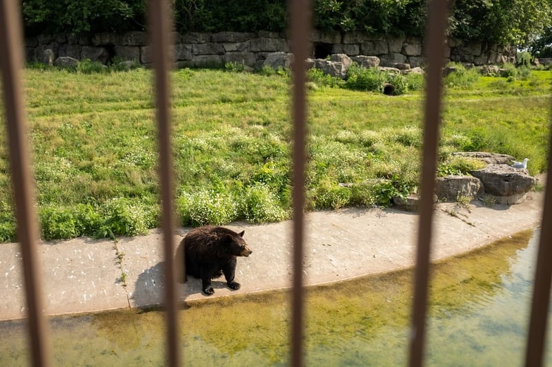 A captive bear at Marineland