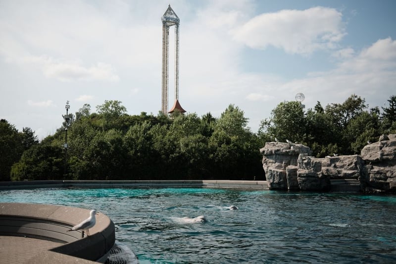 Beluga whales at Marineland