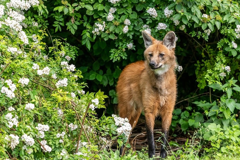 Maned wolf