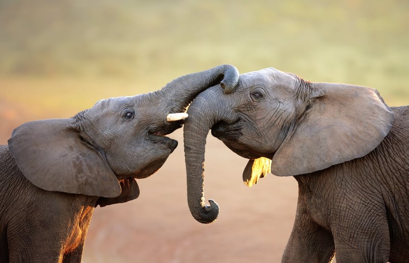 Two young elephants in the wild