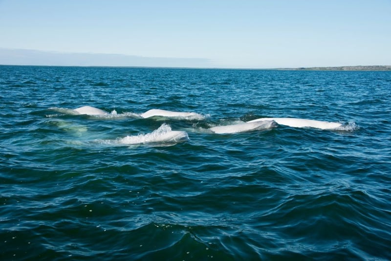 A pod of beluga whales in the wild