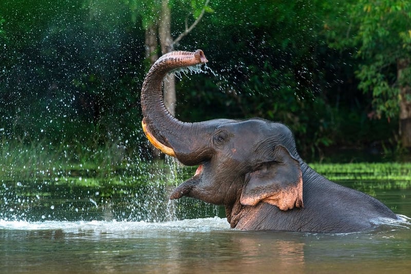 An elephant in sanctuary