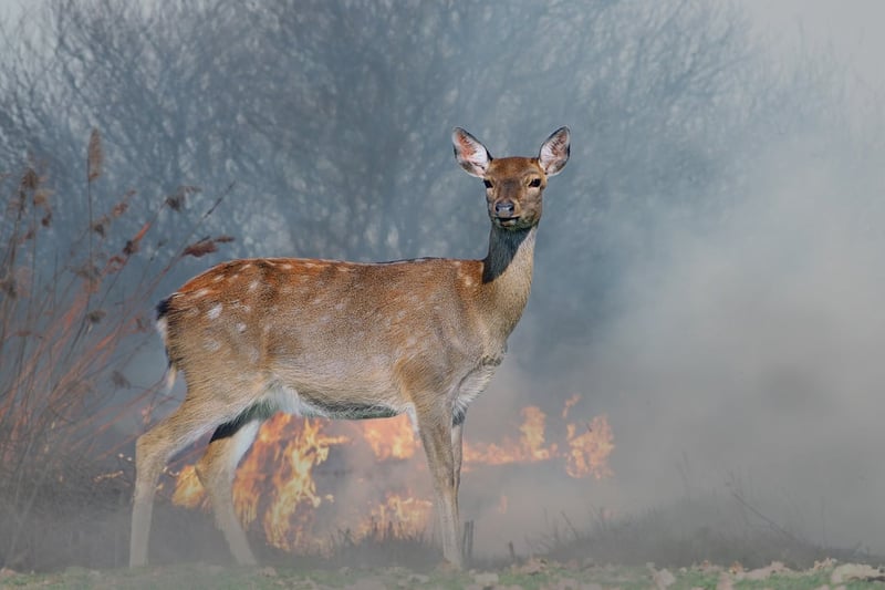 A wild deer in front of a wild fire