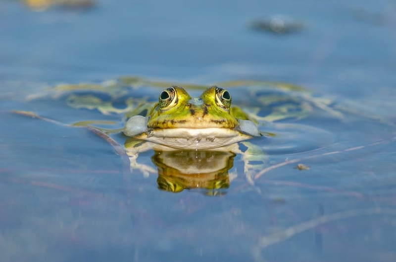 A frog in the wild