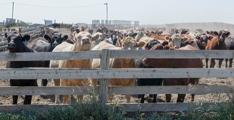 Cows on a feedlot