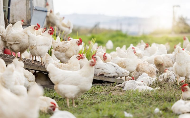 Chickens on a high welfare farm