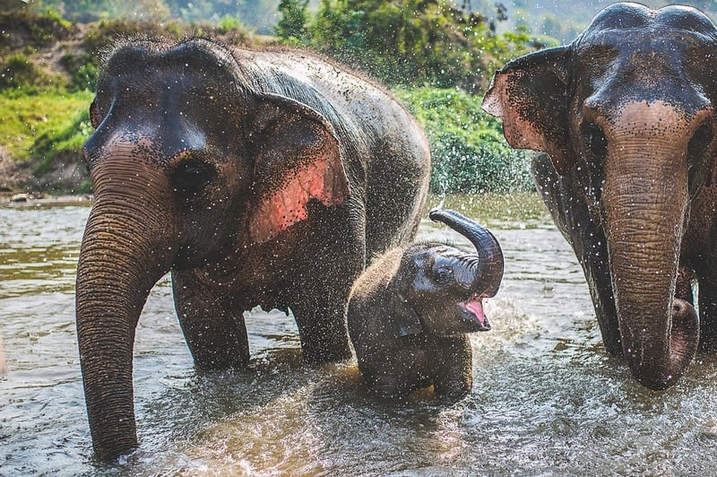 Elephants in the wild