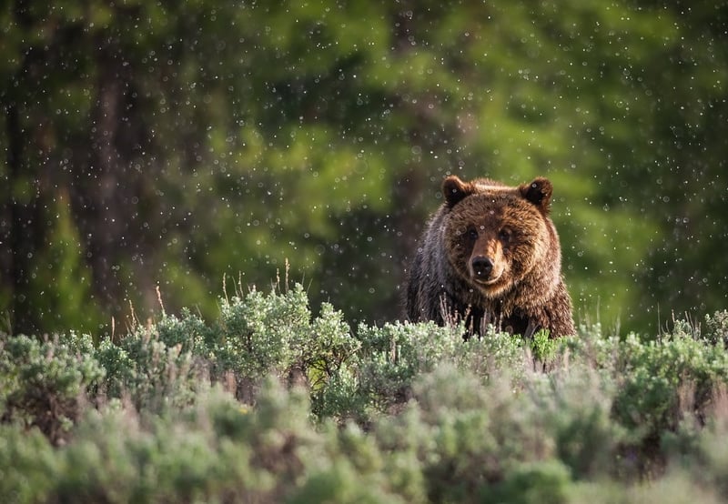 A bear in the wild