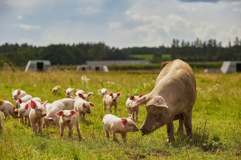 Piglets with their mother on a high-welfare farm.