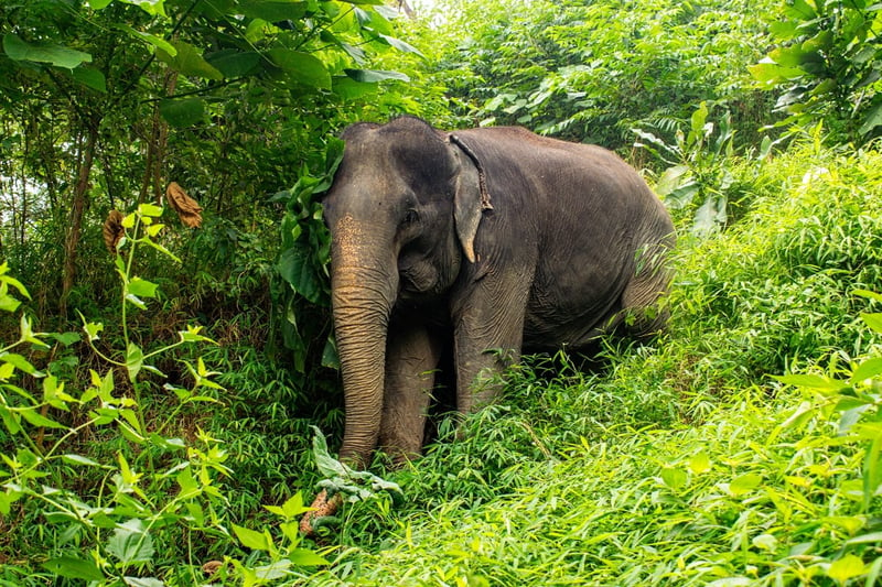 Elephants in a sanctuary