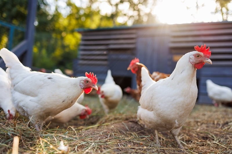 Chickens on a high-welfare farm