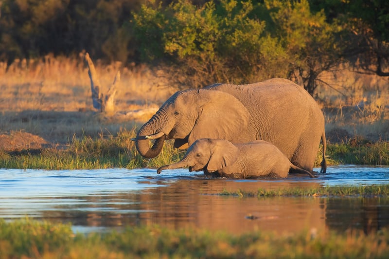 Elephants in the wild