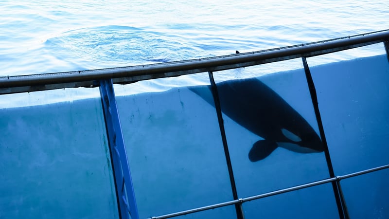 A captive orca at Marineland Antibes