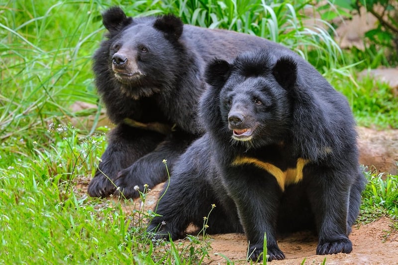 Two bears in sanctuary