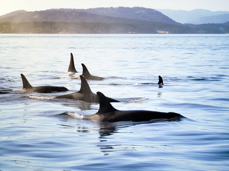 A pod of orcas in the wild