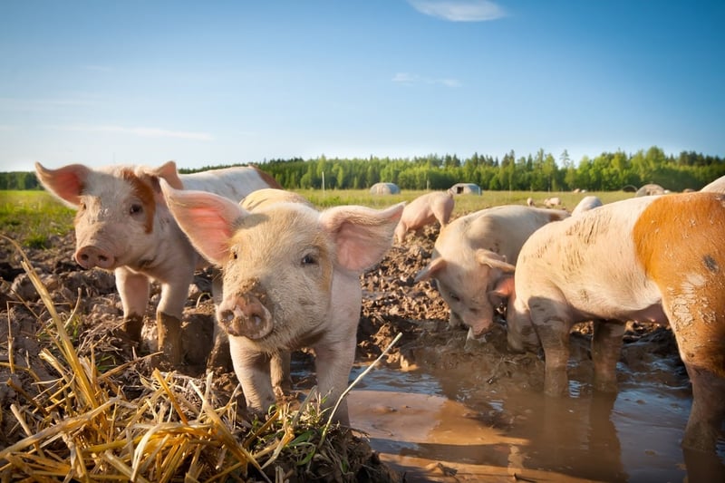 Piglets on a high welfare farm