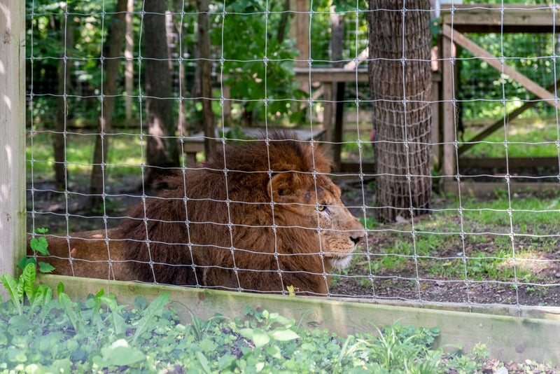 A lion captive in a roadside zoo