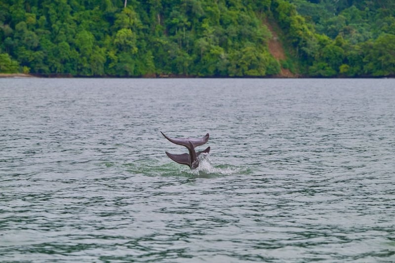 Two wild dolphins at Golfo Dulce Whale Heritage Area