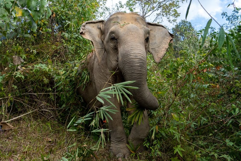 Mae Gorgae rescued elephant