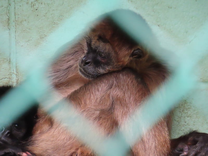 A spider monkey sitting alone in a roadside zoo