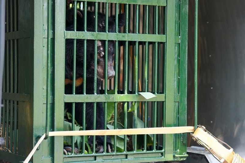 Chinh in his cage before rescue