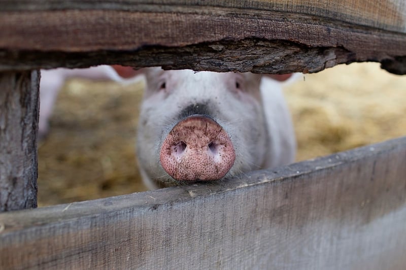 A pig in a sanctuary