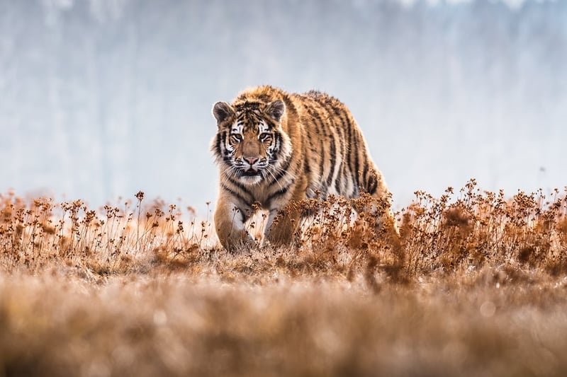 A tiger in the wild