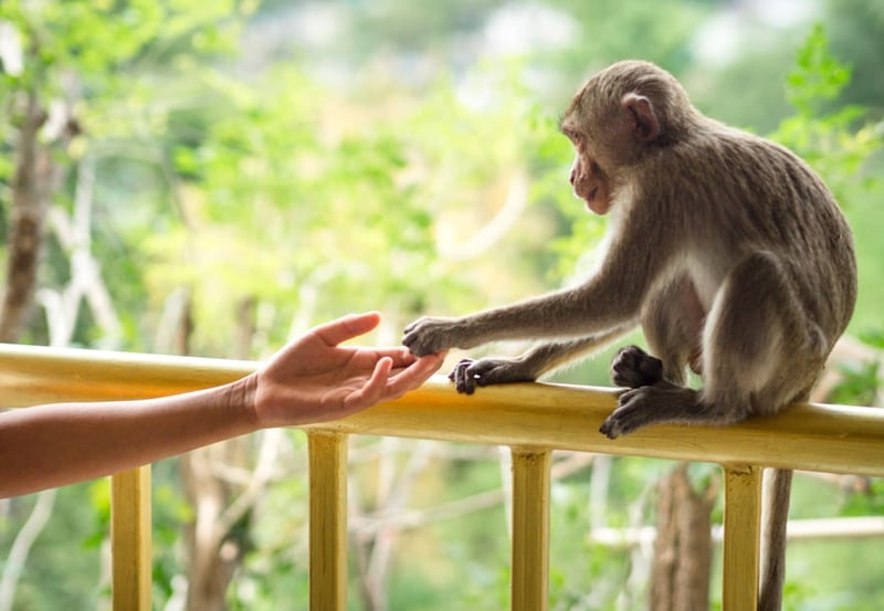 A monkey touching a humans hand