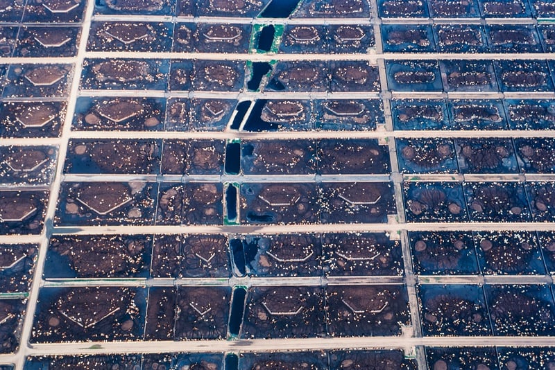 A feedlot full of cattle